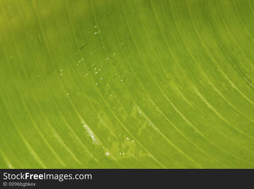 A Banana palm under water