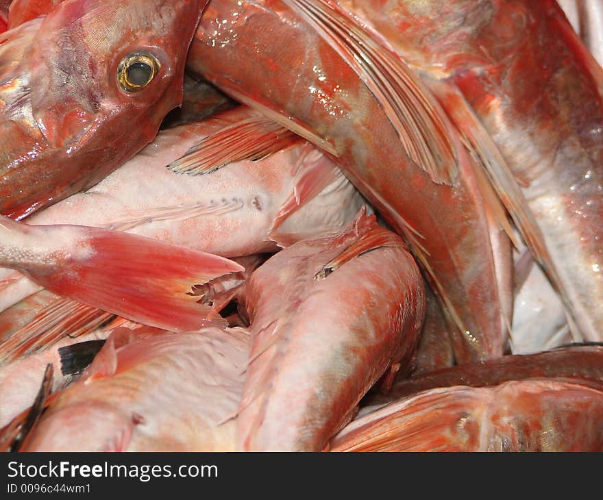 Freshly caught gurnard fish on sale on fishing wharf,Raglan,New Zealand