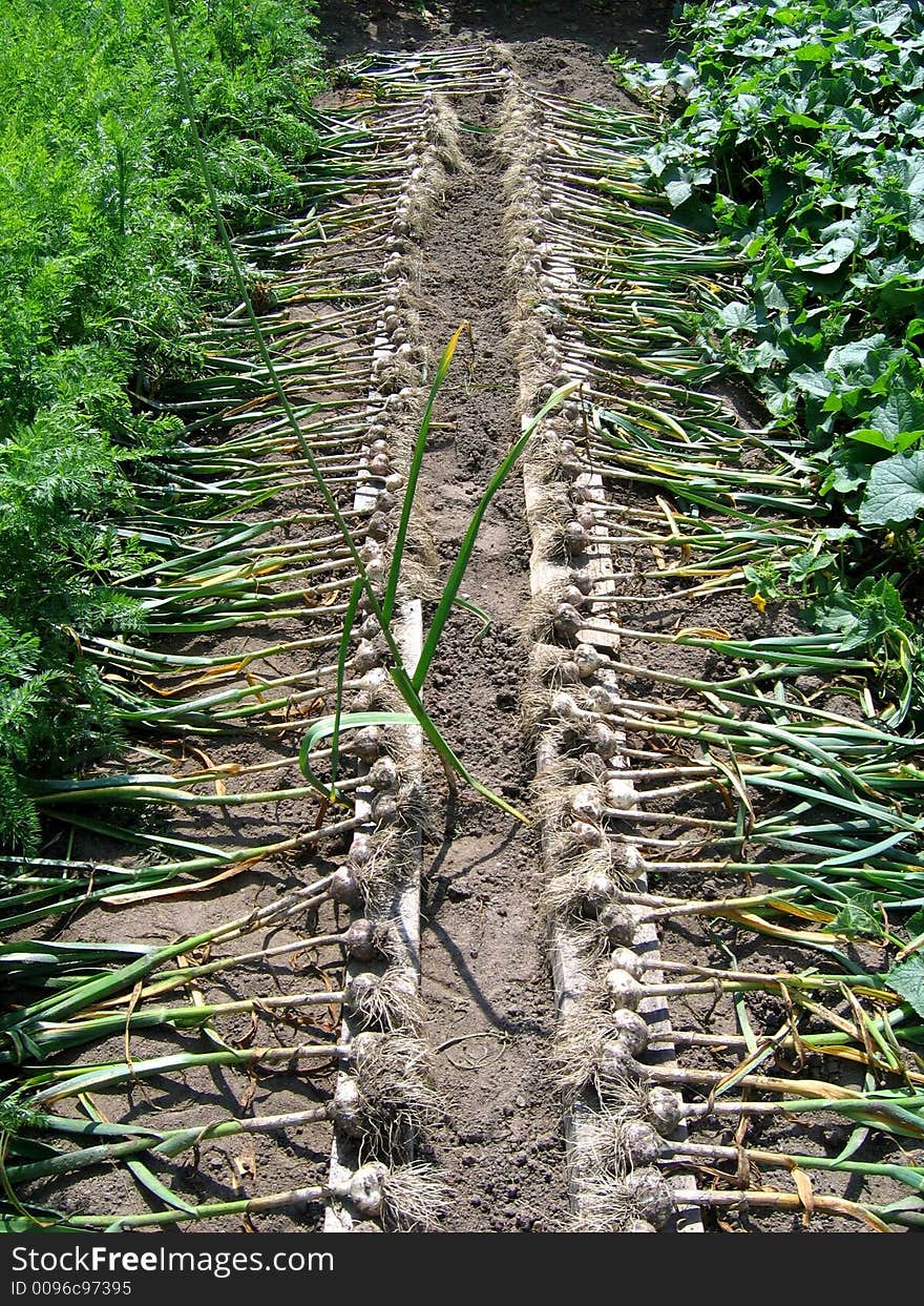 Harvesting of the fresh garlic. Harvesting of the fresh garlic