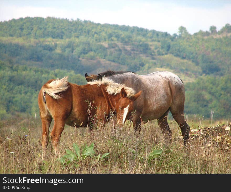 Pair of wild horses in beautiful autumn hill landscape