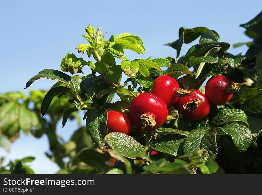 A bunch of rosehips in the bush. A bunch of rosehips in the bush