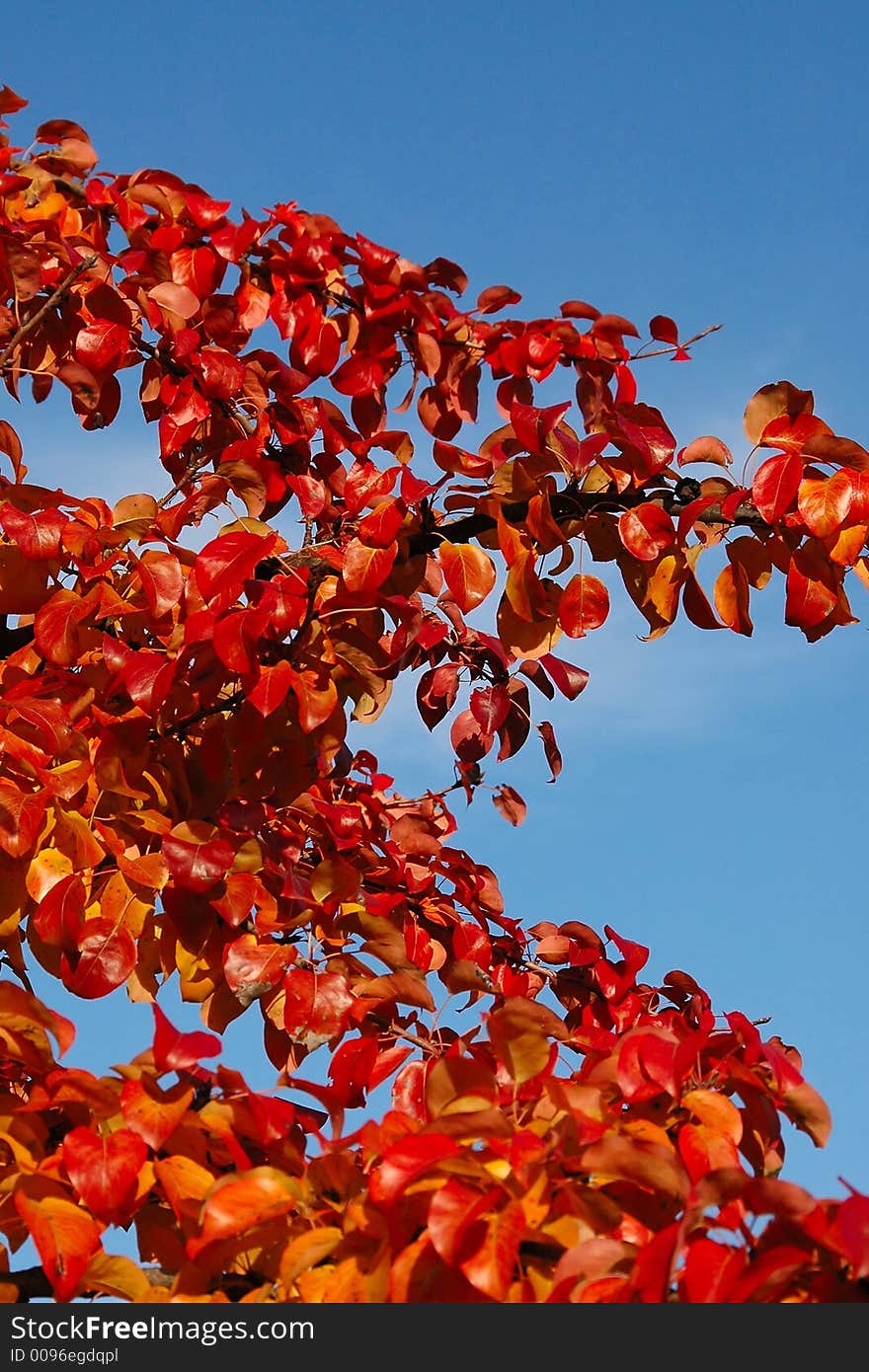 Autumnal leaves and blue sky. Red and blue colors. Autumnal leaves and blue sky. Red and blue colors.