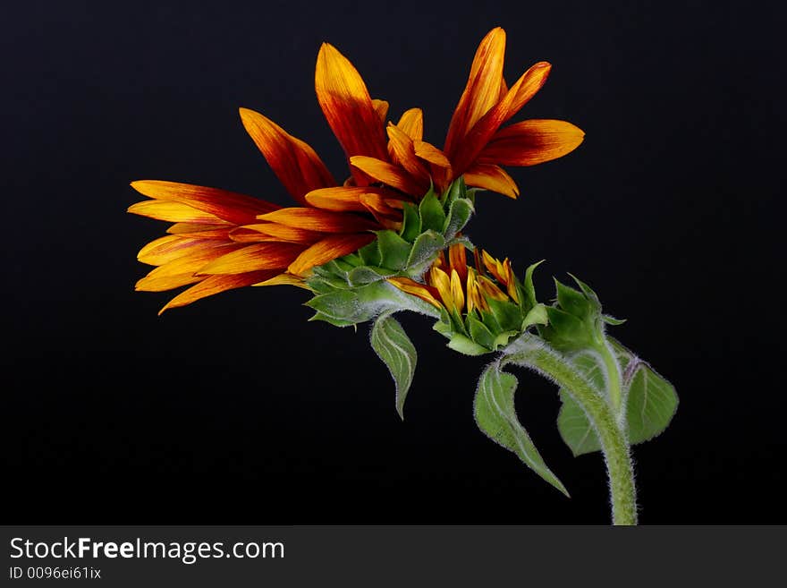 Sunflower on a black background