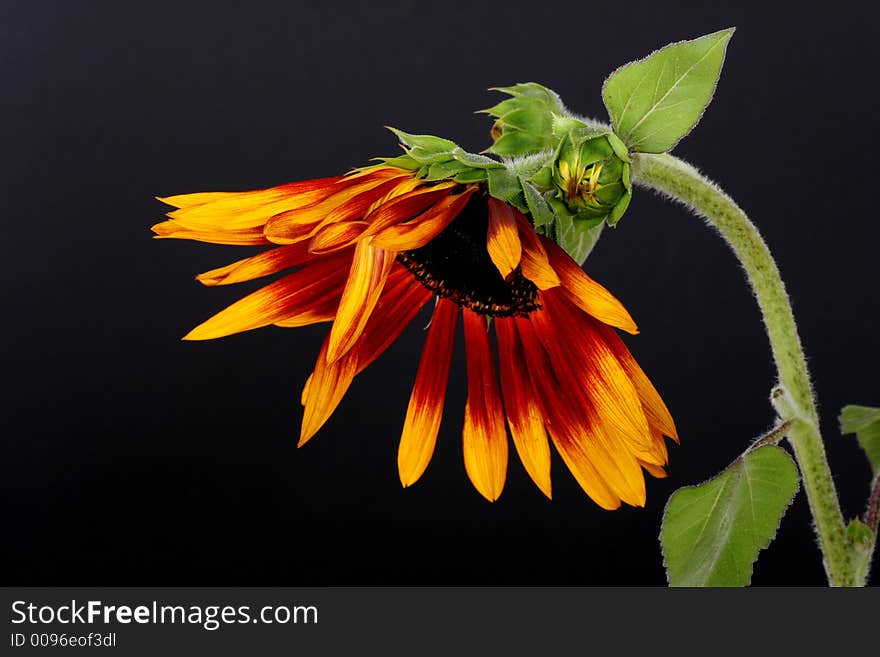 Sunflower on a black background