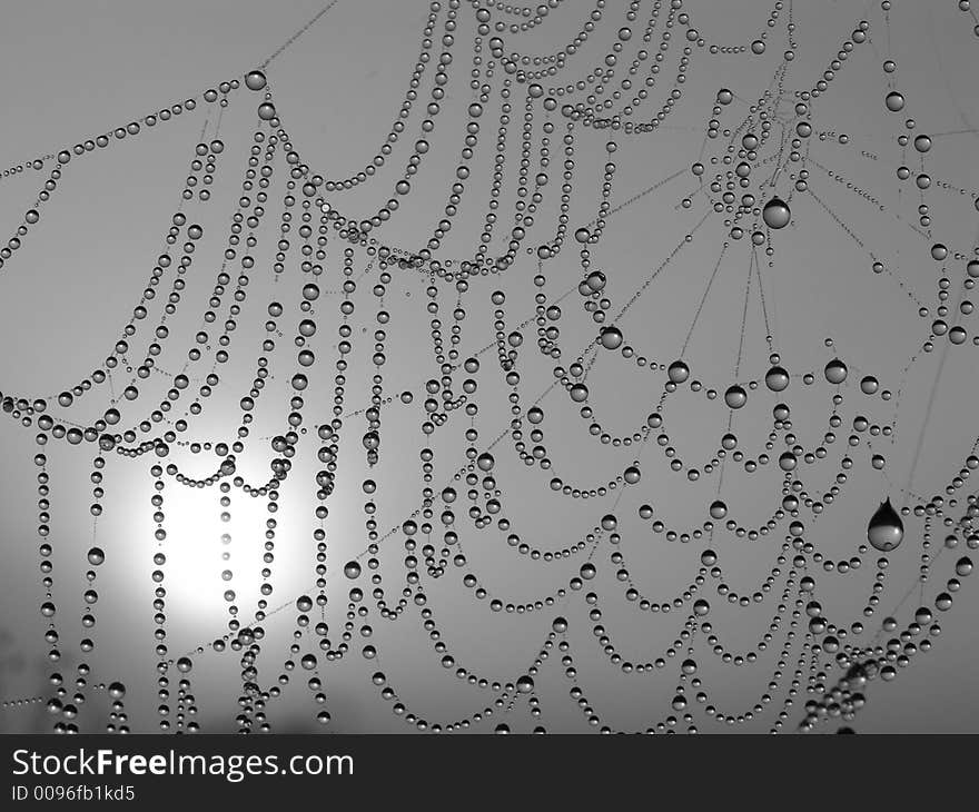 Necklace. Morning dew on a web.