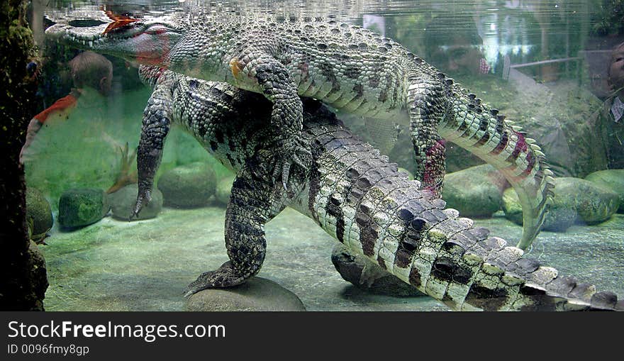 Couple of Crocodiles in Terrarium. Couple of Crocodiles in Terrarium