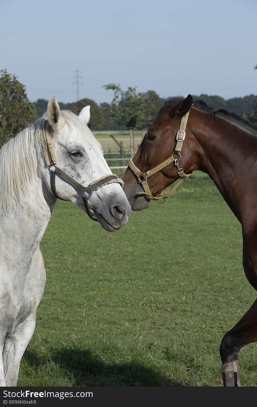 White and brown horses on the belt. White and brown horses on the belt