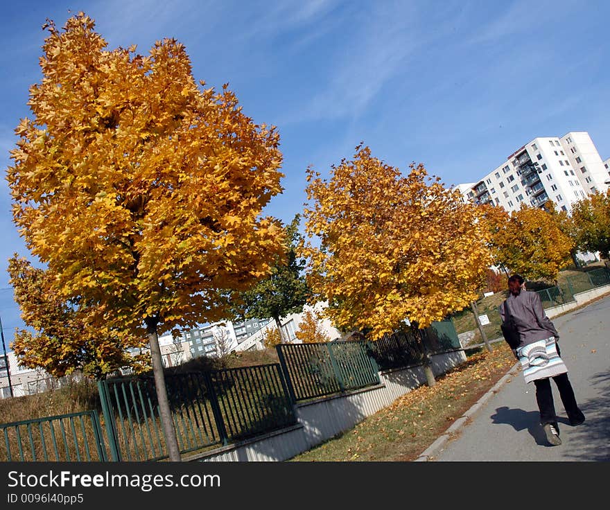 Autumn in the street