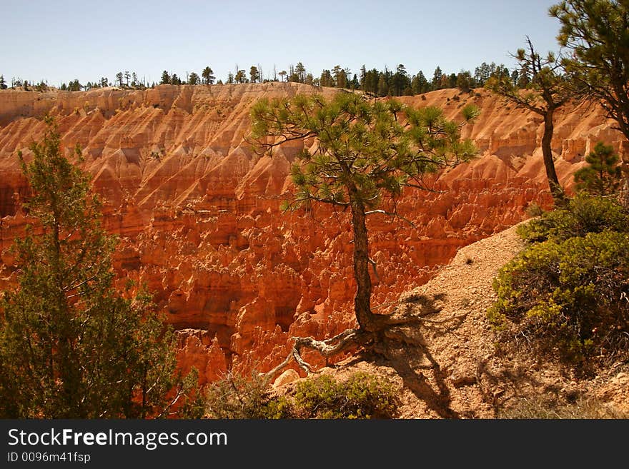 Bryce Canyon pinetree