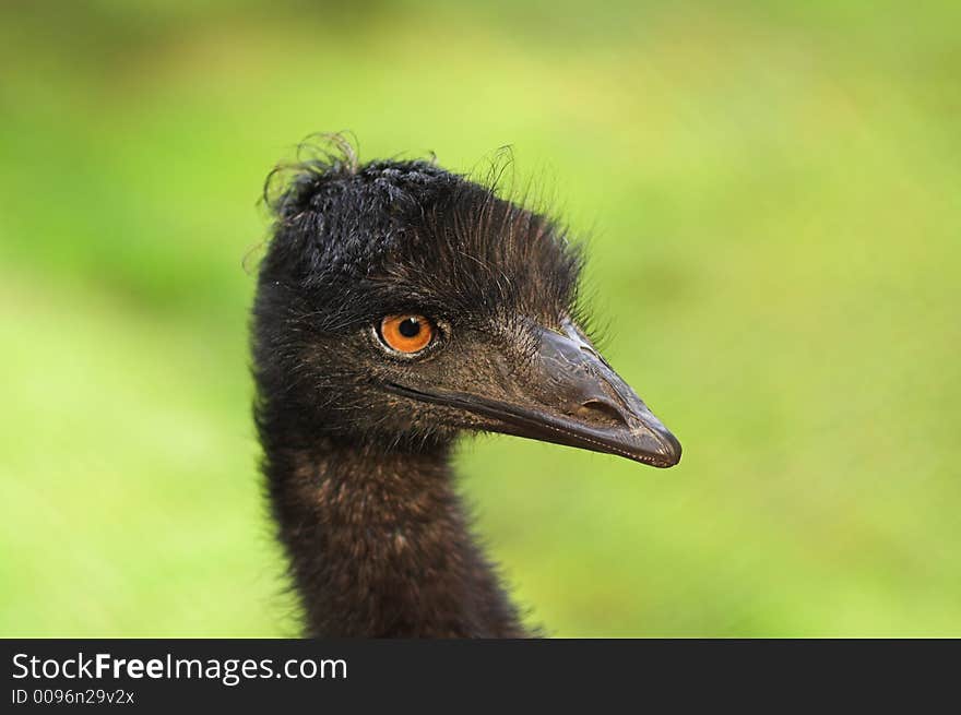 Head of ostrich-emu on natural green background