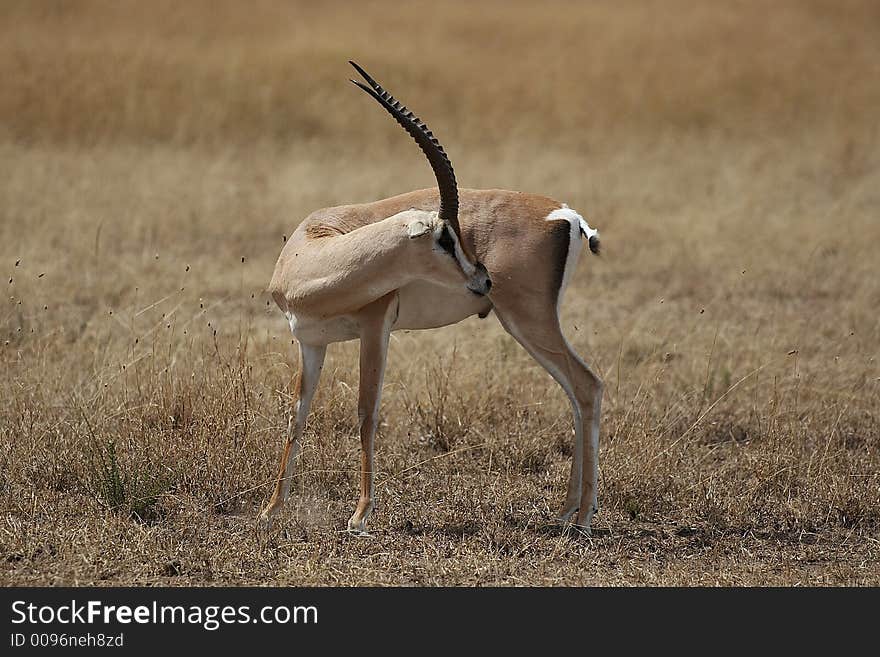 Kenyan Gazelle