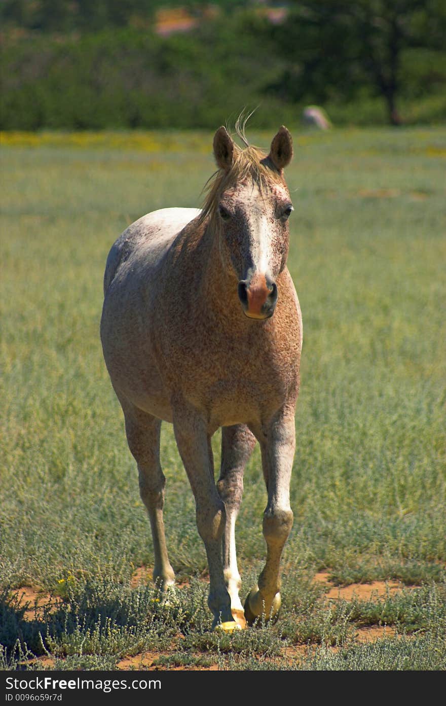 Appaloosa Horse