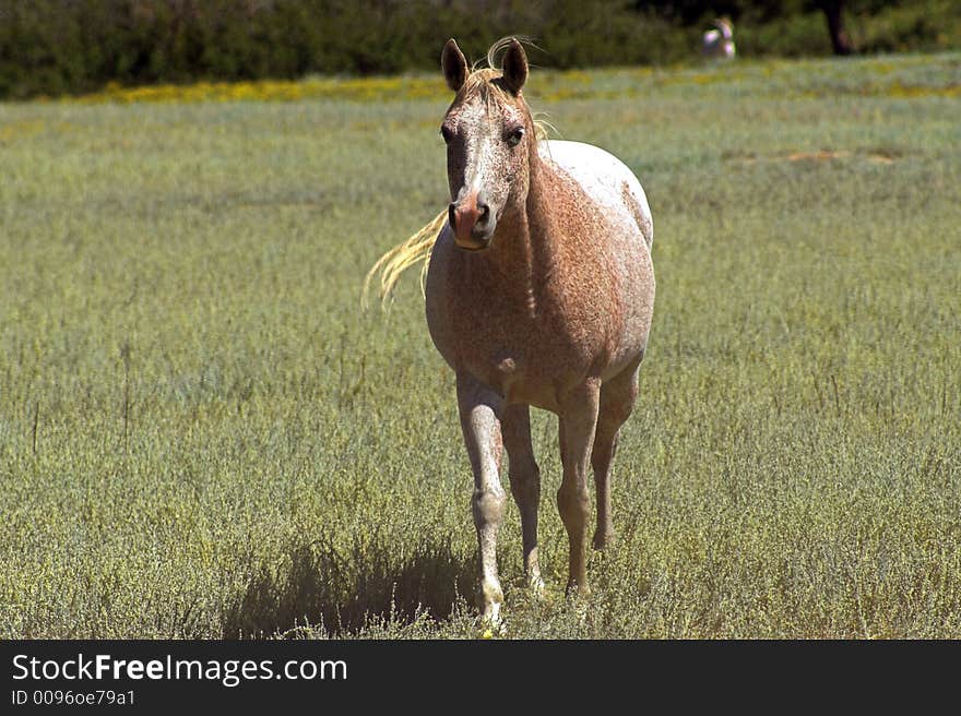 Horse in a Field