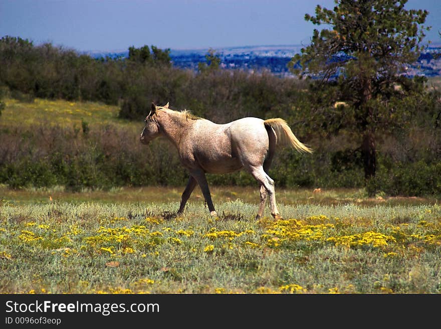 Horse In A Field Of Flowers