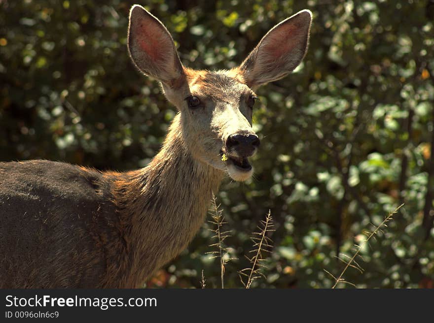 Mule Deer