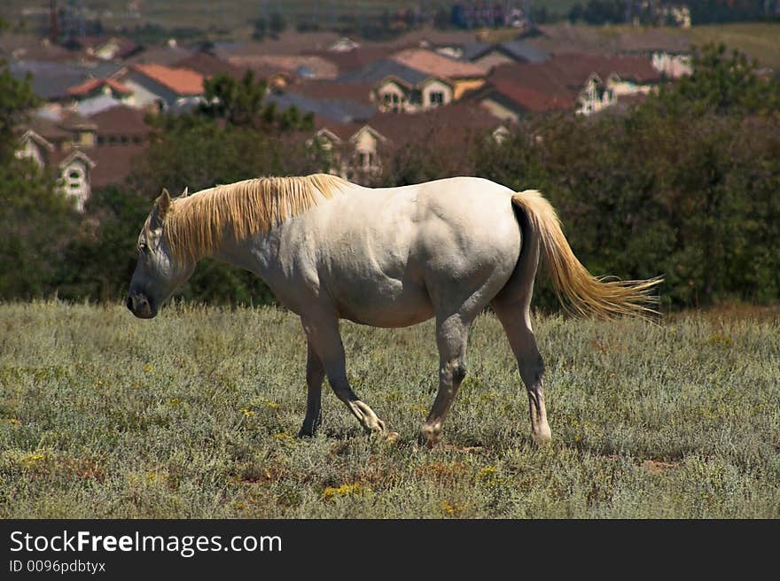 White Appaloosa Horse