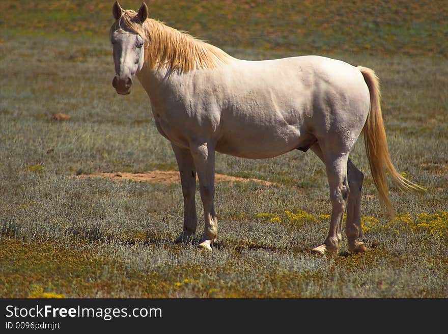 White and Silver Horse