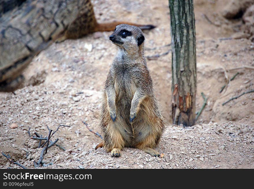 Meerkat on alert at London Zoo.