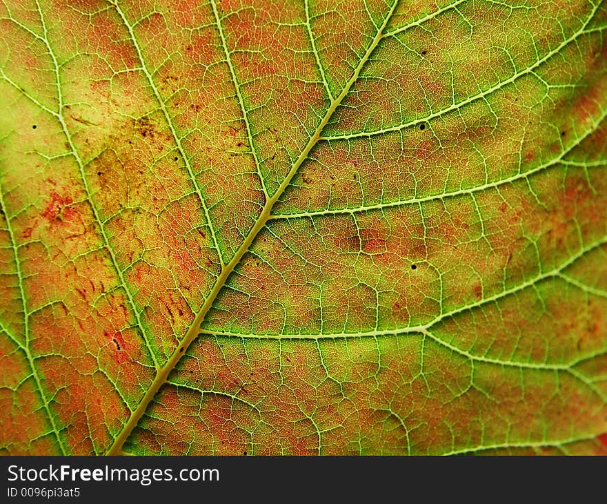 Leaf Detail