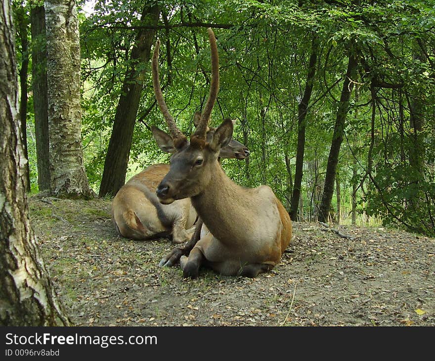 Couple of deers on rest