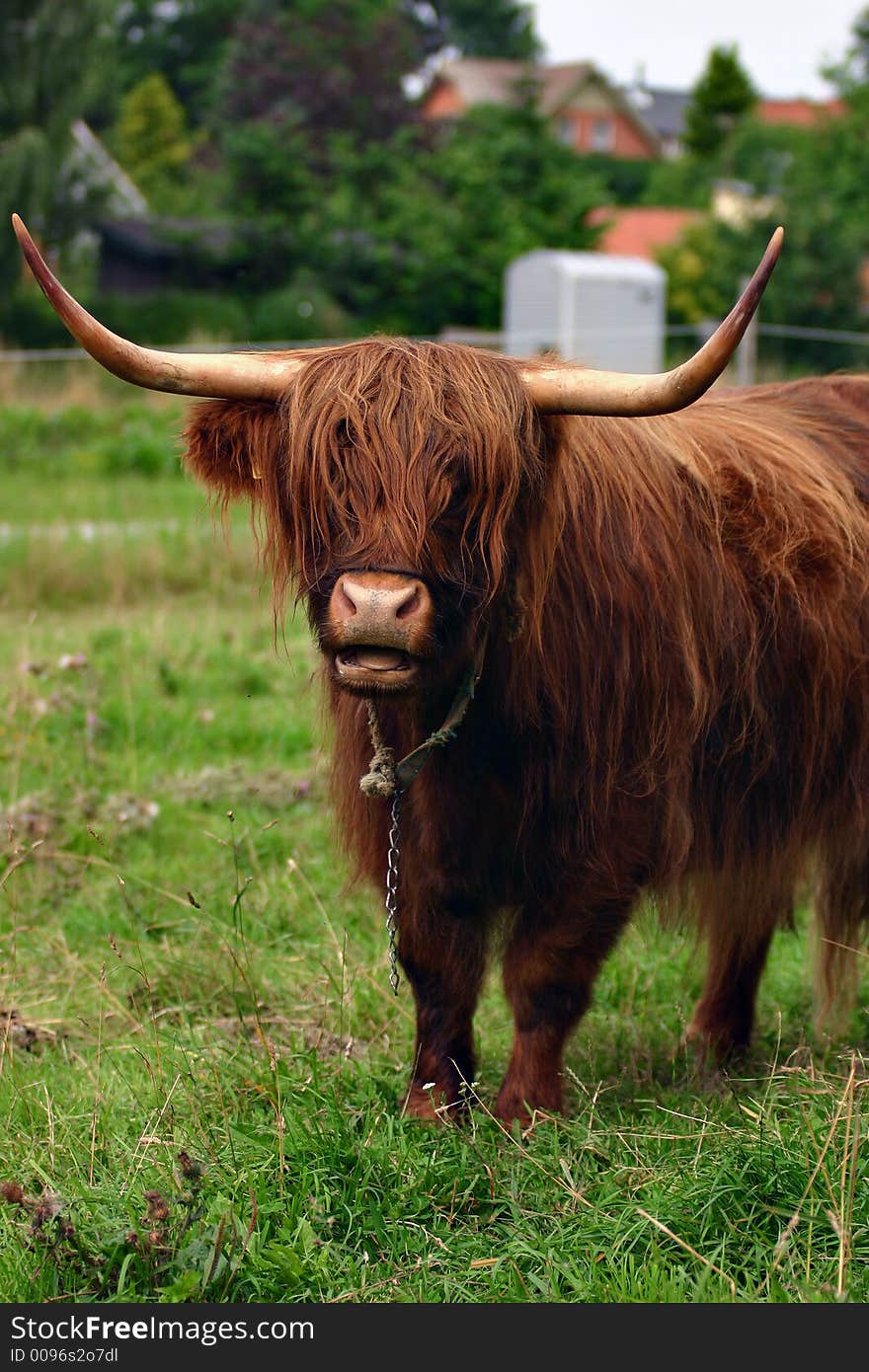 Danish cattle on the grass