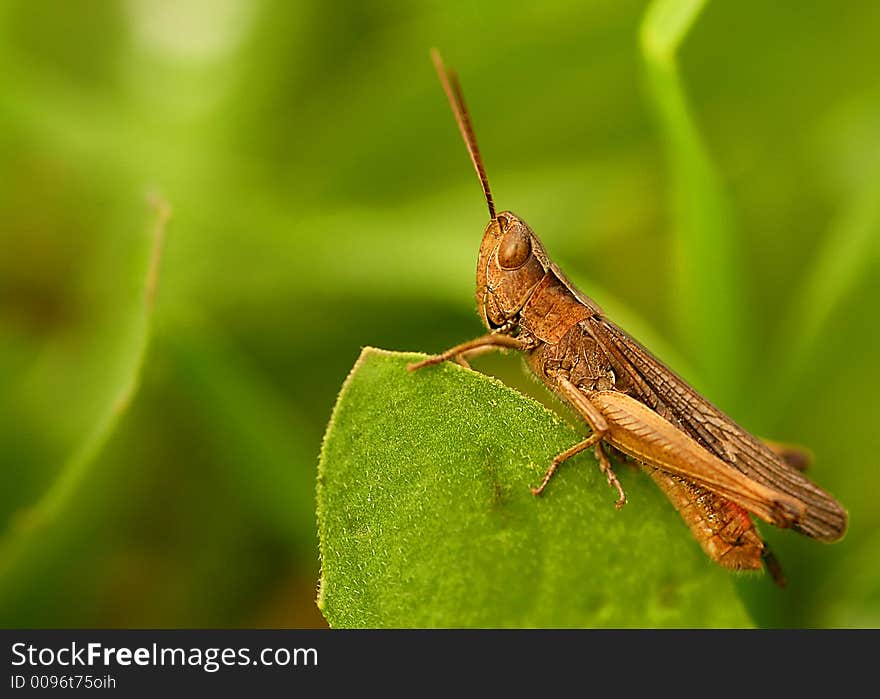 Close up on grasshopper in the field