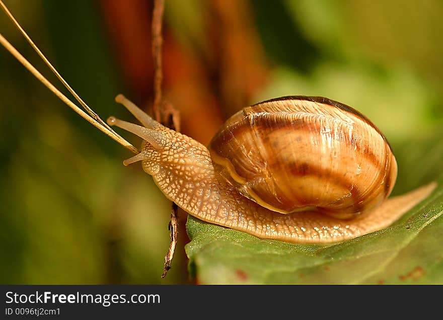 Close up on snail in the field