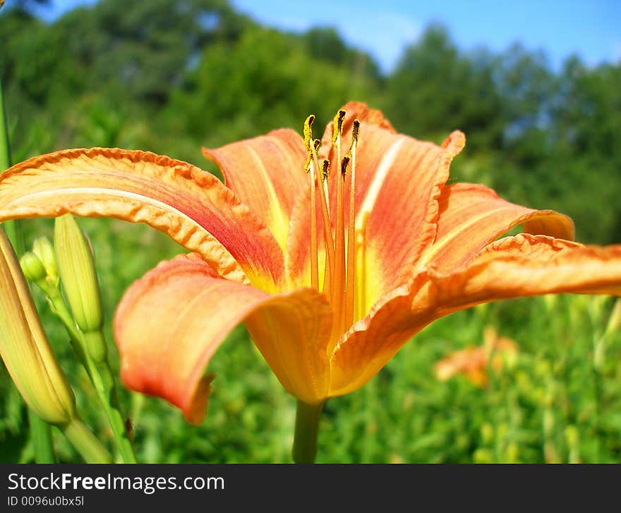 Orange Daylilly under bright blue sky. Orange Daylilly under bright blue sky