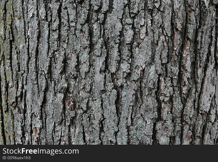 Tree Trunk With Texture