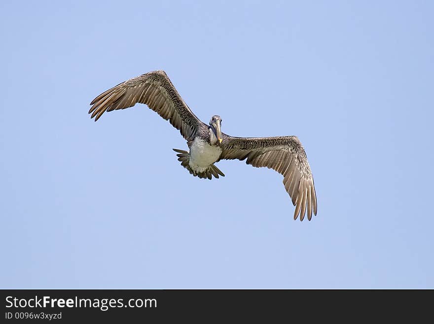 Brown Pelican