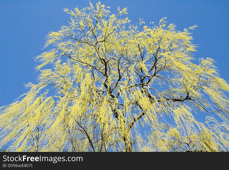 It was a beautiful Spring day and as we were walking along, I looked up and saw... this. It was a beautiful Spring day and as we were walking along, I looked up and saw... this.