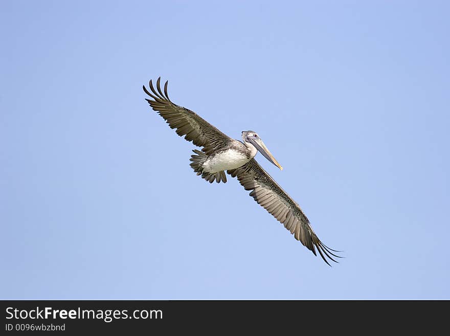 Brown Pelican