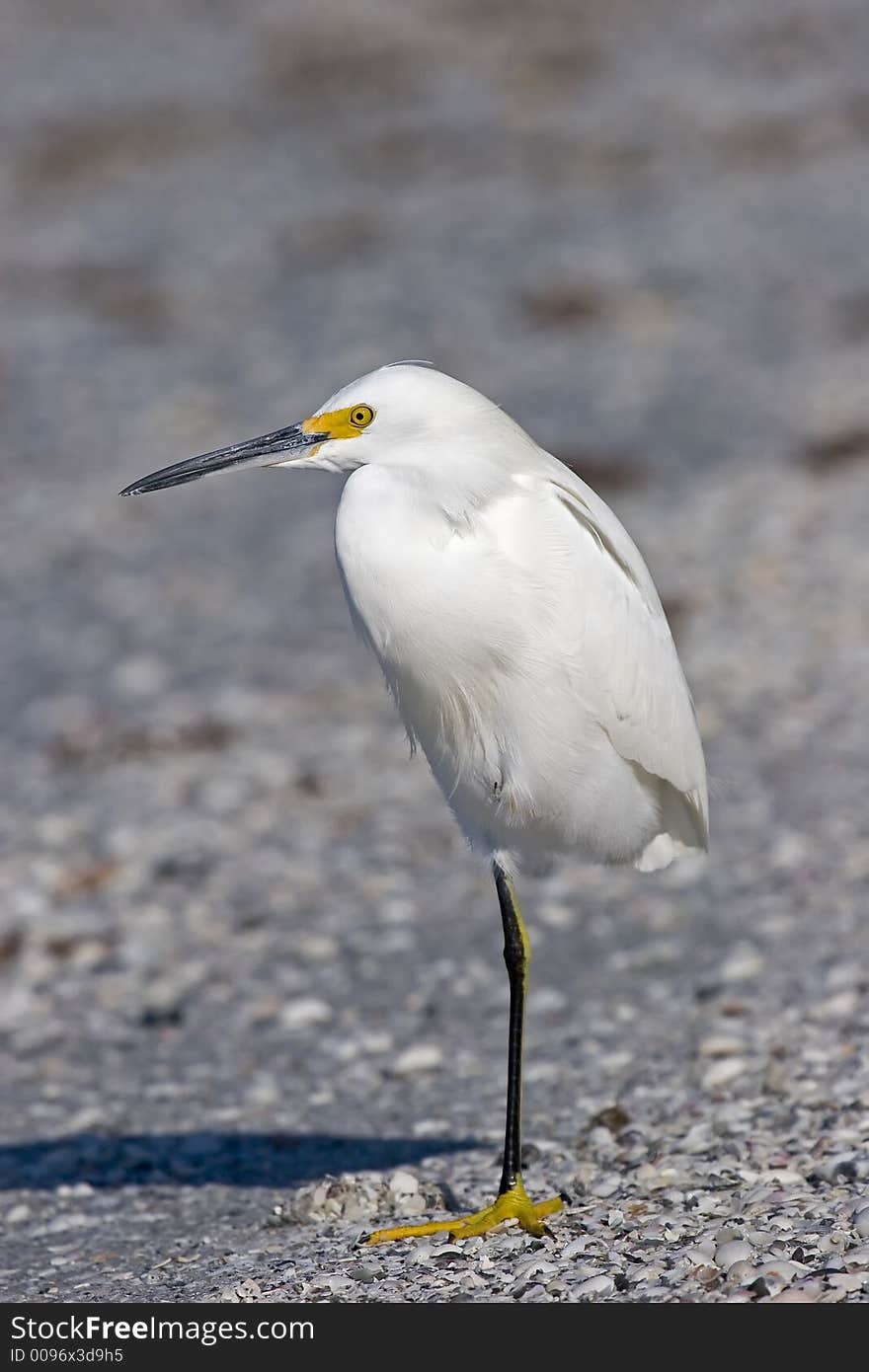 Snowy Egret