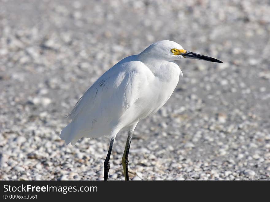 Snowy Egret