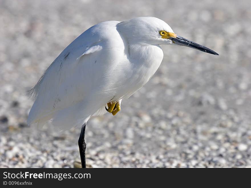 Snowy Egret