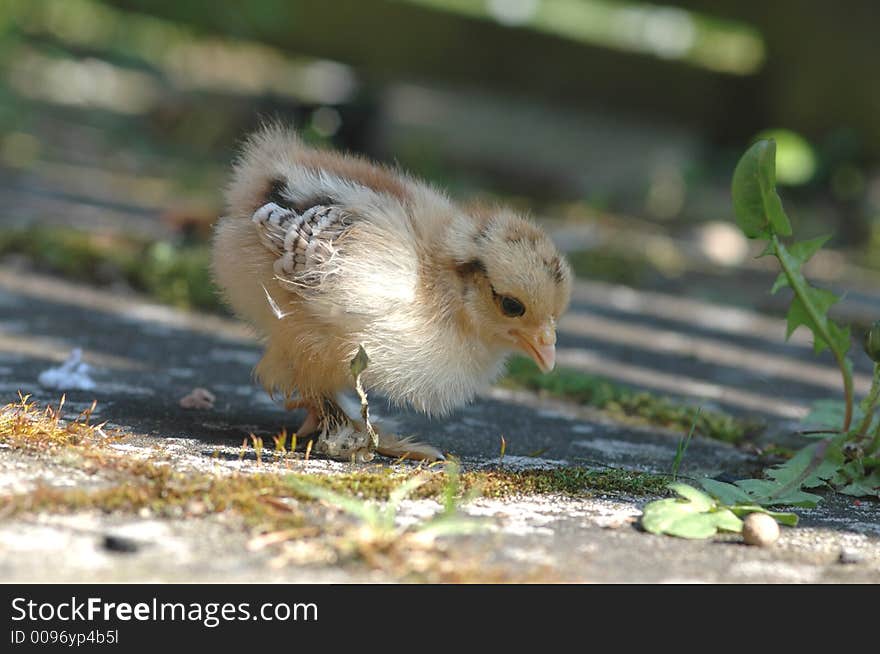 A newly born chicken searching for food