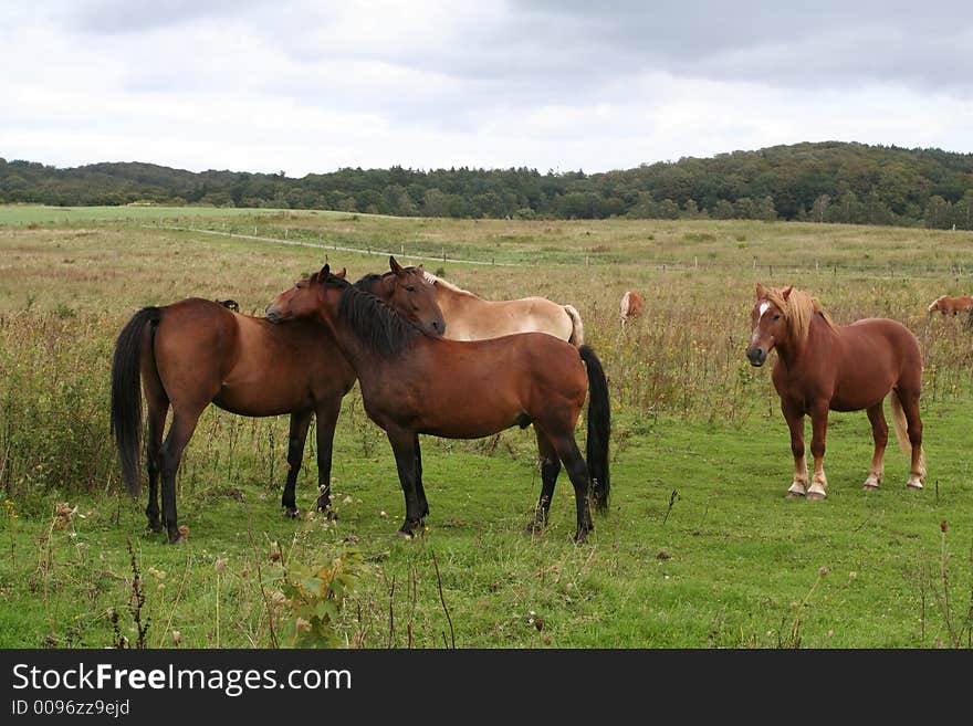 Horses on a green meadow