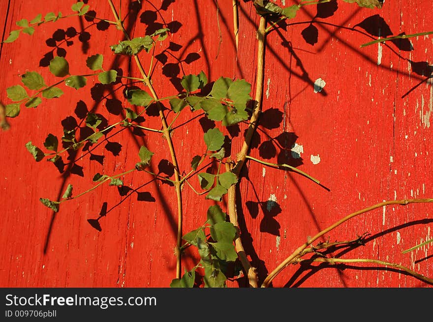 Vegetation on wooden red wall. Vegetation on wooden red wall