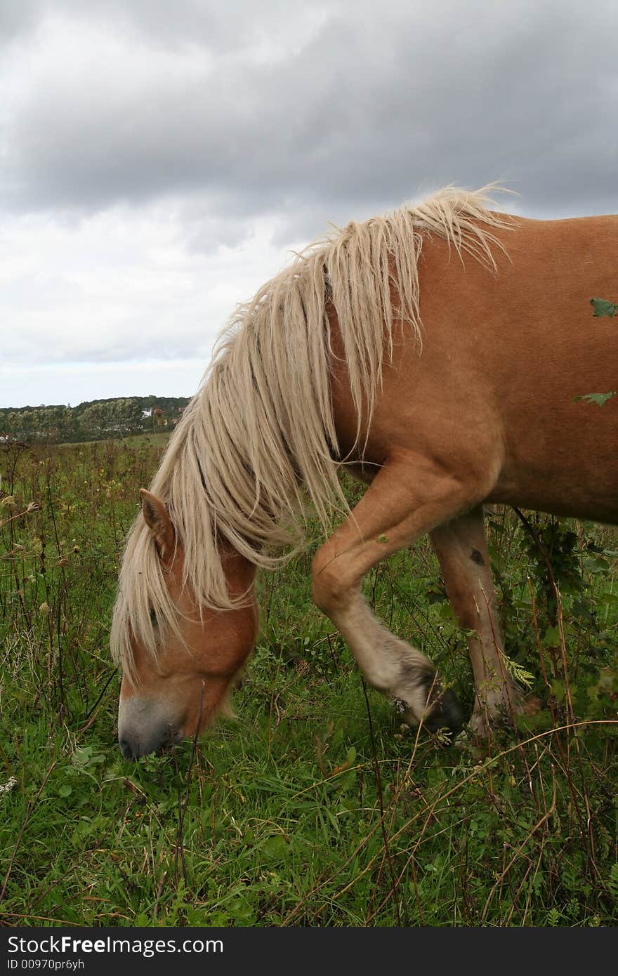 Horse on a green meadow