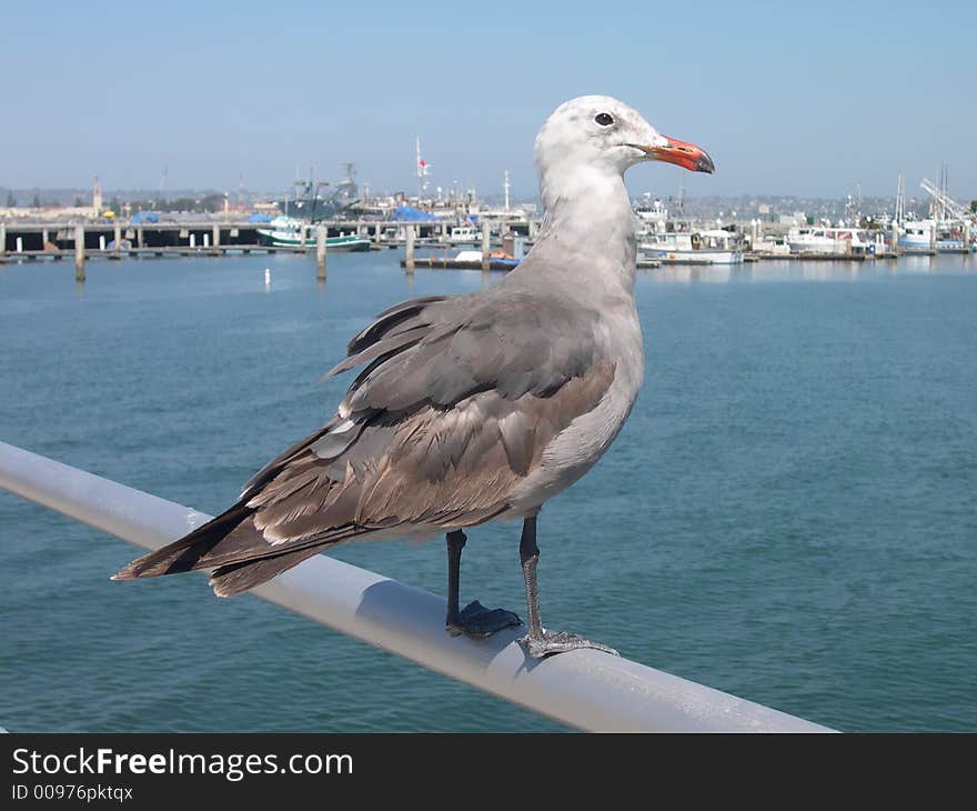 Seagull sitting on a railing in California. Seagull sitting on a railing in California