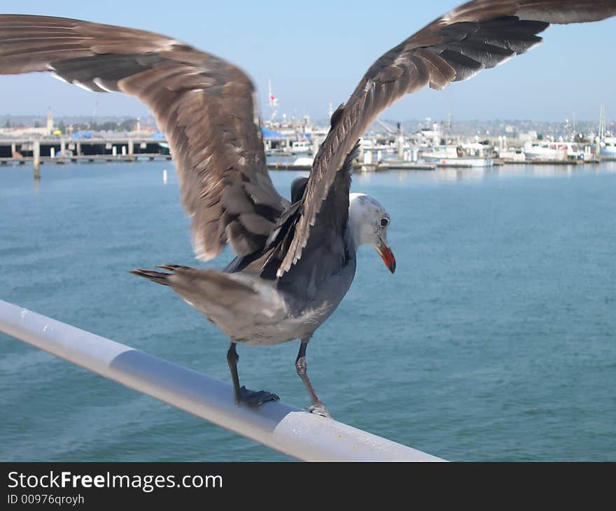 Flapping Seagull