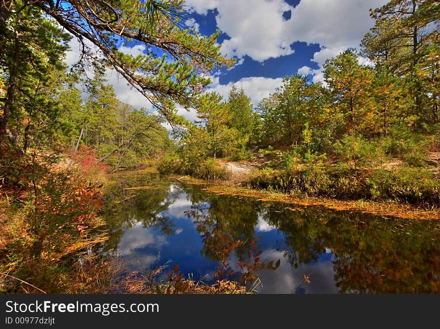 Fall in a pine forest. Fall in a pine forest