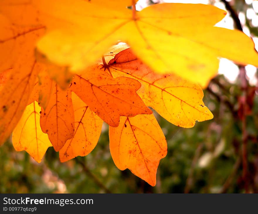 Colorful leaves