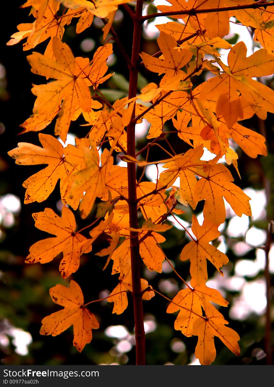 Colorful autumn leaves with blurred background. Colorful autumn leaves with blurred background