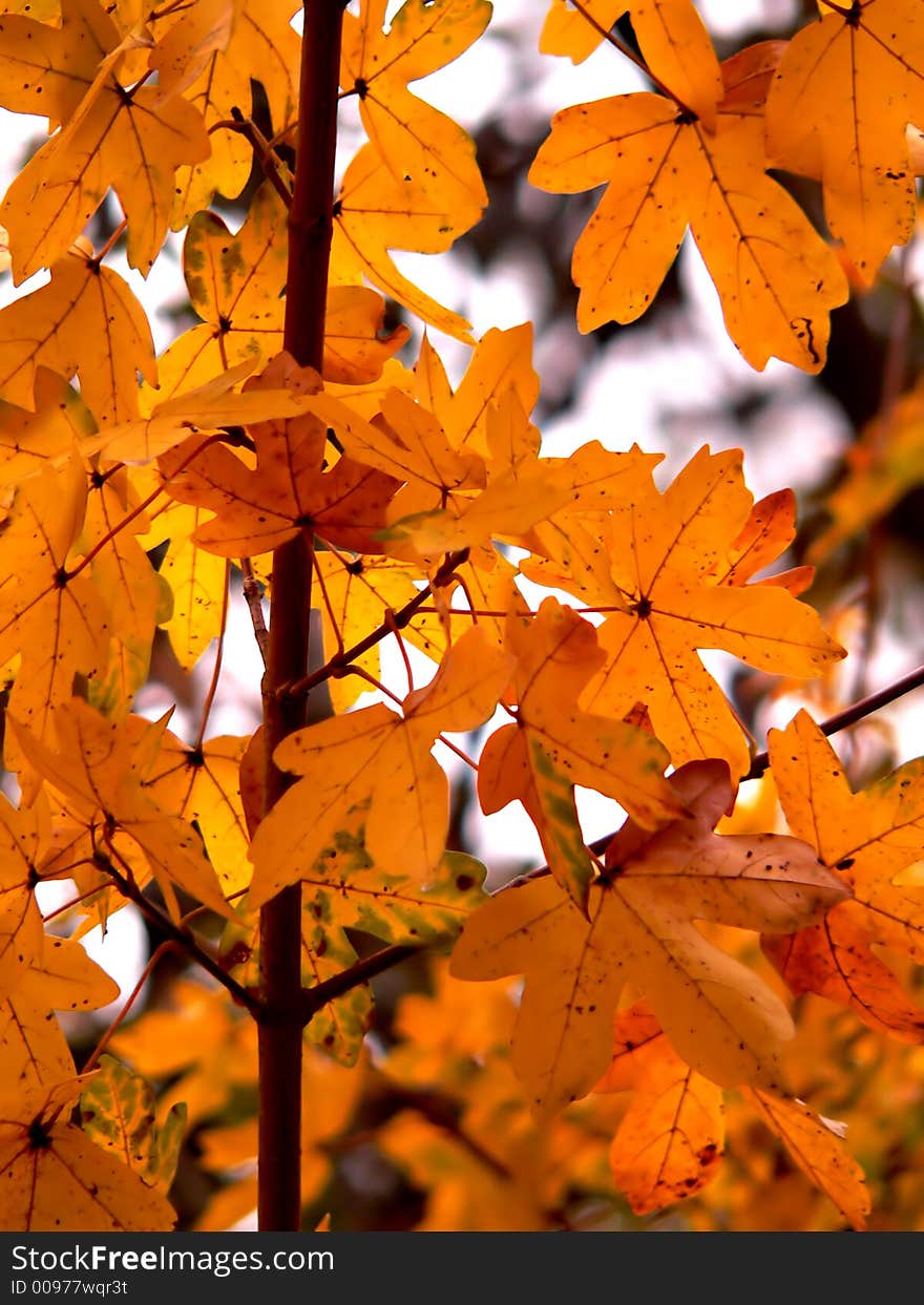 Colorful autumn leaves with blurred background - close up. Colorful autumn leaves with blurred background - close up