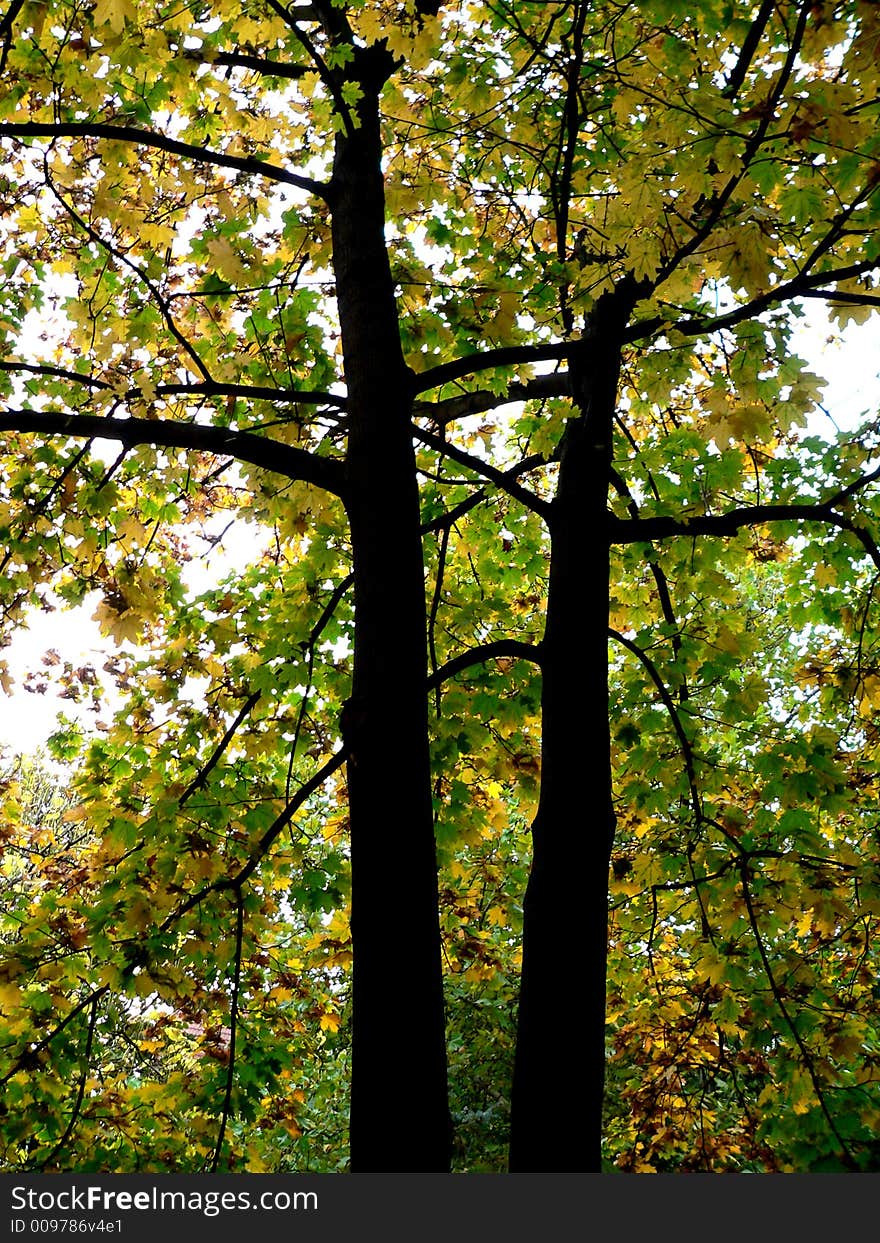 Two big old twin tree - beautiful silence autumn. Two big old twin tree - beautiful silence autumn