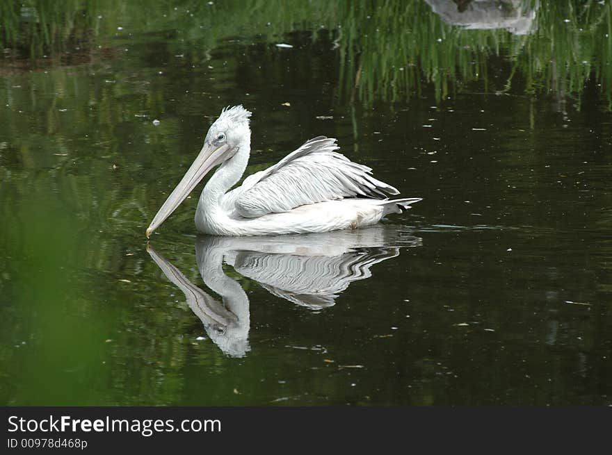 A big pelican searching for fishes