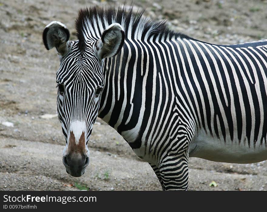 Zebra