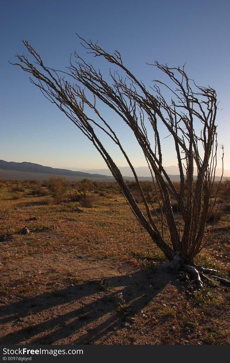 Octillo and shadoa in the desert of Joshua Tree National Park