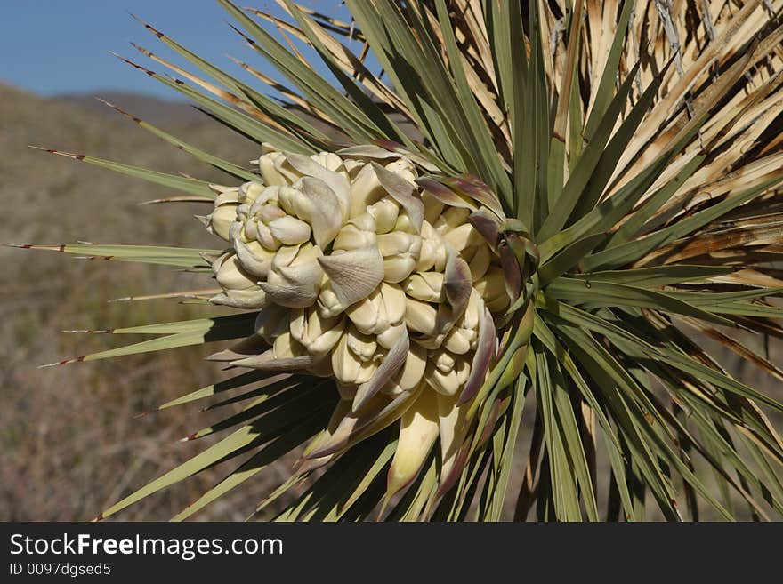 Joshua Tree Bloom